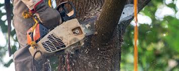 Best Tree Preservation Services  in Santa Claus, IN